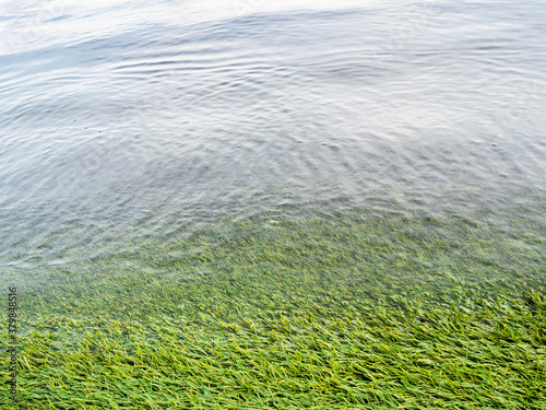 green artificial lawn on waterfront of lake outdoors in evening photo