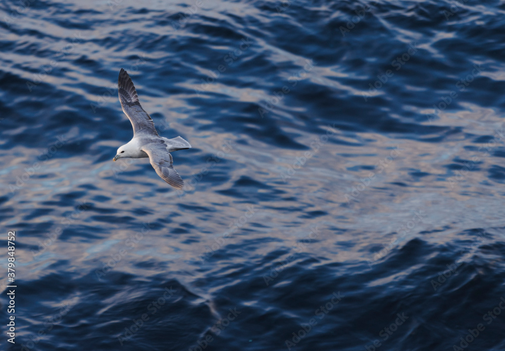 Seagull over ocean water Seagull over ocean water