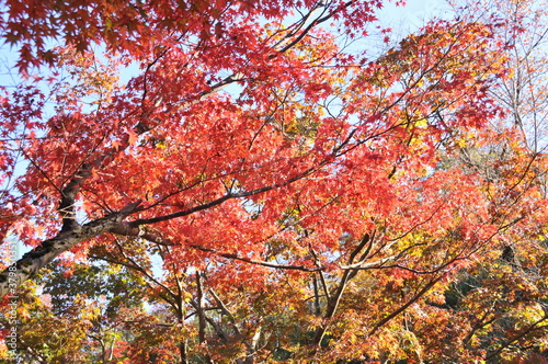 弥彦公園 © 修一 内山