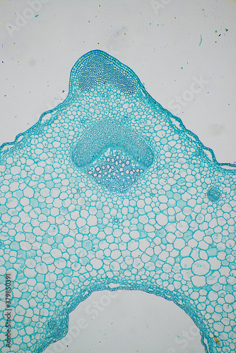 Stem Collenchyma plant cells photo