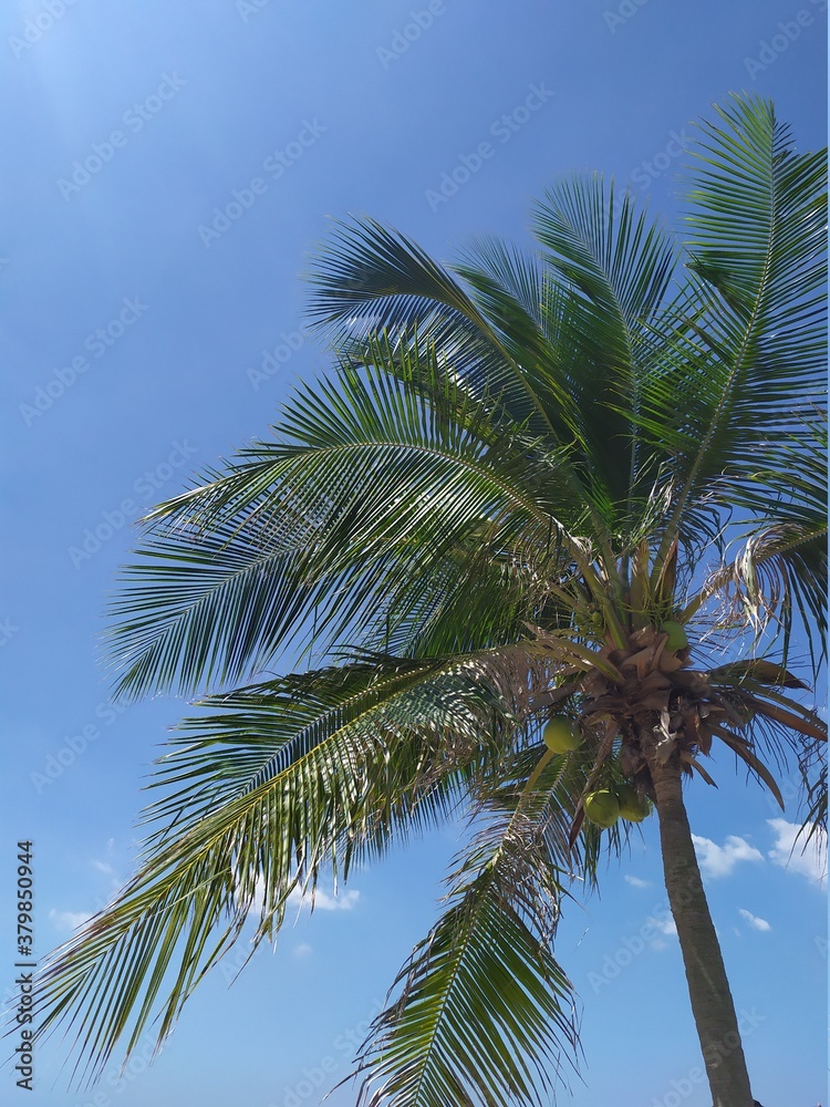 Obraz premium coconut tree