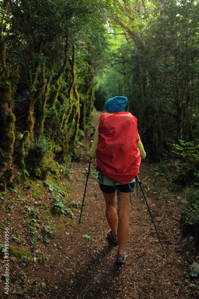 forest trail forest trail
