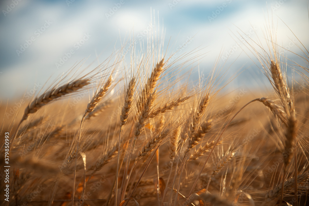 Fototapeta premium Close up of rye ears, field of rye in a summer sunrise time.