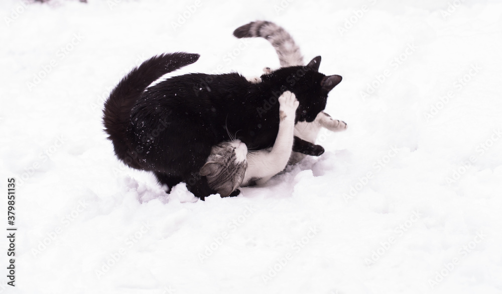 Two cats playing in the snowy winter