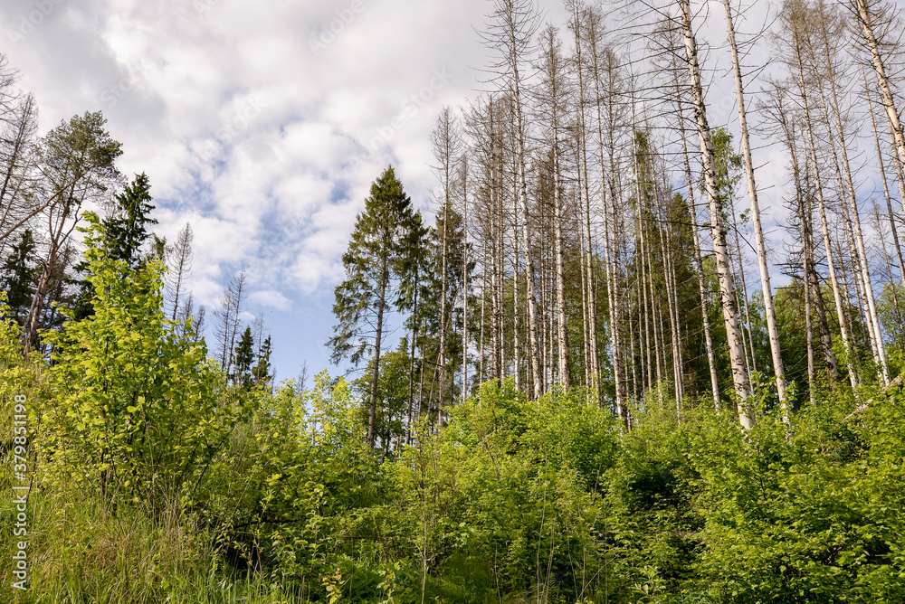 dead trees in the forest dead trees in the forest