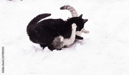 Fototapeta Naklejka Na Ścianę i Meble -  Two cats playing in the snowy winter