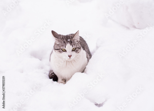 White cat surrounded by snow