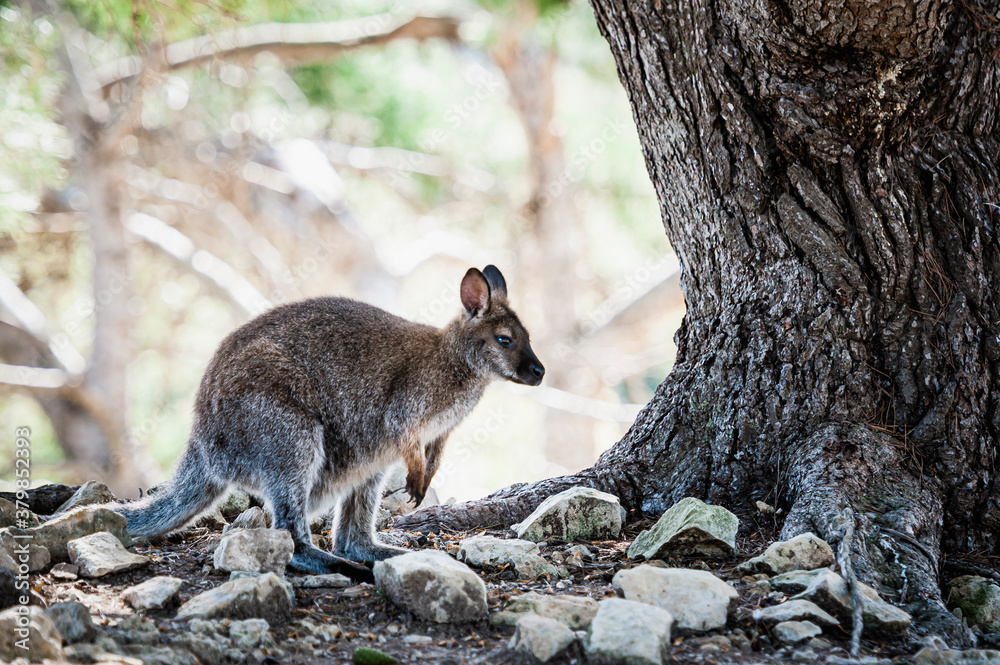 Adorable wallaby de bennett dans un parc animalier Adorable wallaby de bennett dans un parc animalier