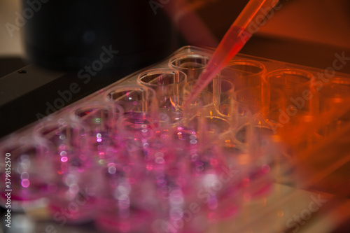 Multipette and multiwell tray, experiment in the microbiology laboratory