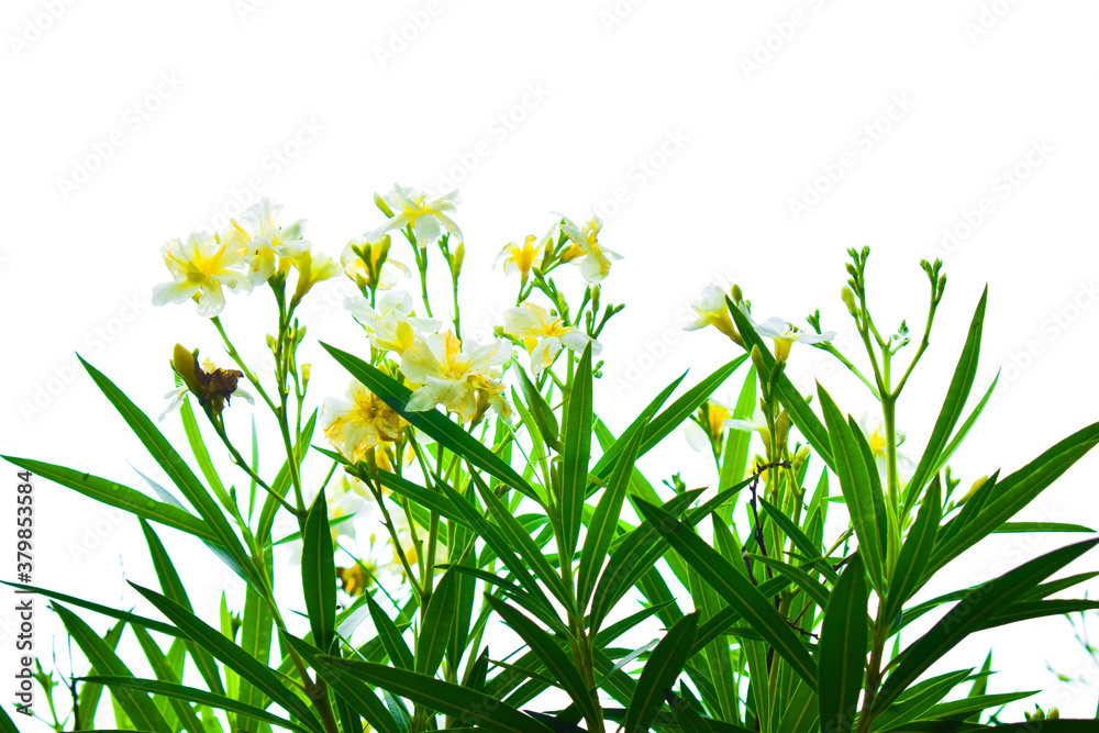Yellow colored daffodils flowers in focus with white background and green leaves Yellow colored daffodils flowers in focus with white background and green leaves