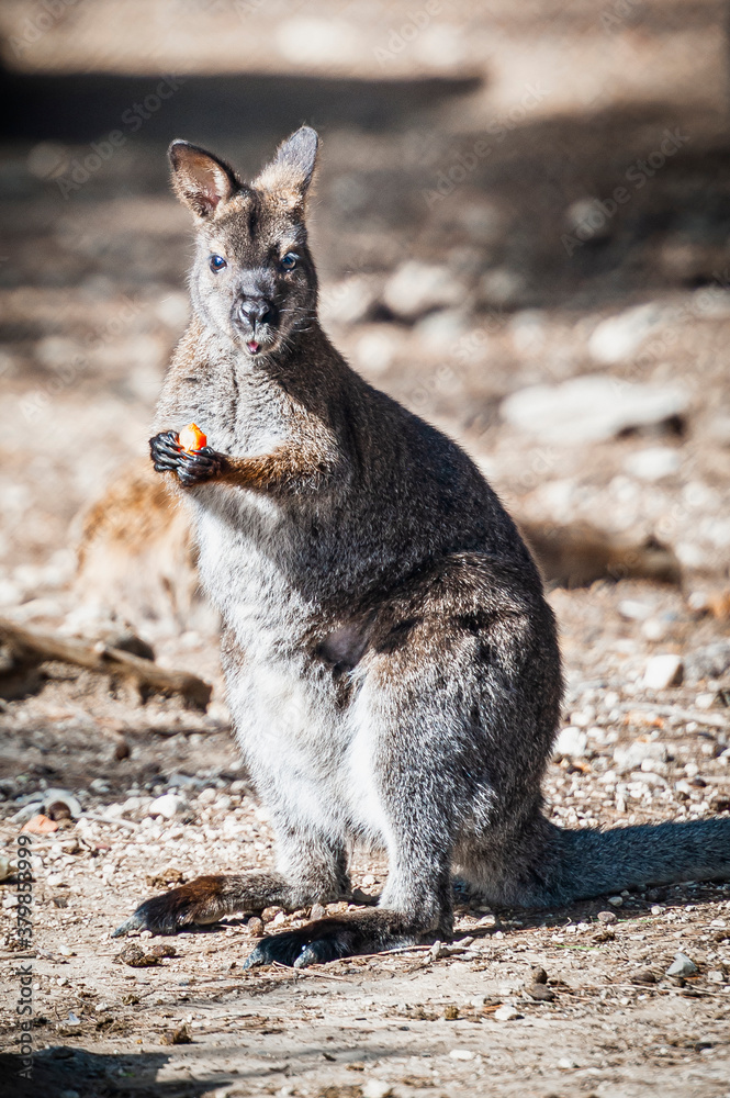 Adorable wallaby de bennett dans un parc animalier Adorable wallaby de bennett dans un parc animalier