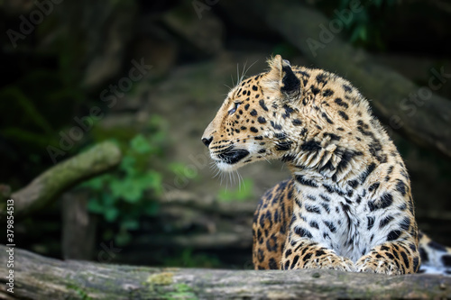 Side portrait of head of amazing Amur leopard, Panthera pardus orientalis, against dark, natural background. Critically Endangered animal in captivity