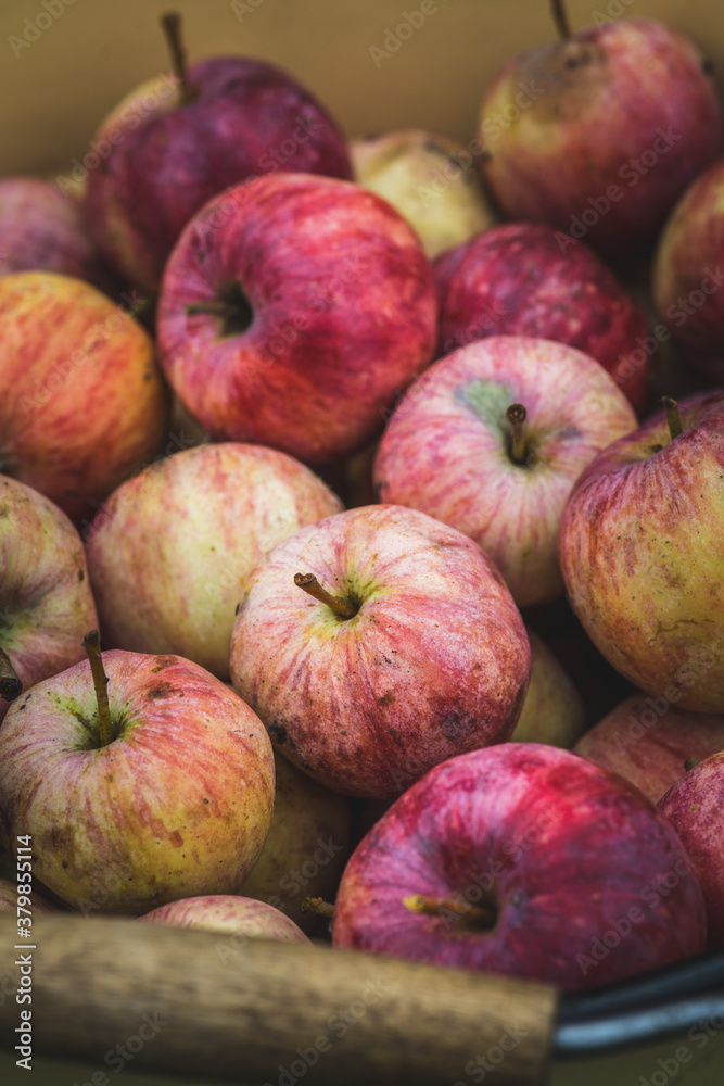 Freshly harvested apples in bucket on the lawn. Selective focus. Shallow depth of field. Freshly harvested apples in bucket on the lawn. Selective focus. Shallow depth of field.