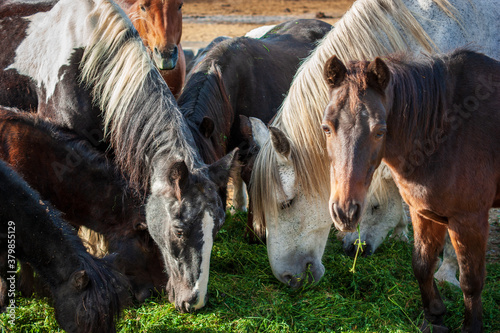 Pferde und Ponys photo