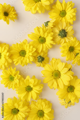 Yellow camomile, flower background, yellow georgina pattern photography, august bright flowers