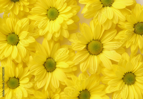 Yellow camomile  flower background  yellow georgina pattern photography  august bright flowers