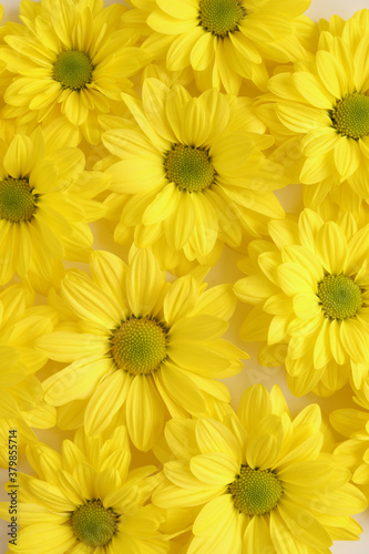 Yellow camomile  flower background  yellow georgina pattern photography  august bright flowers