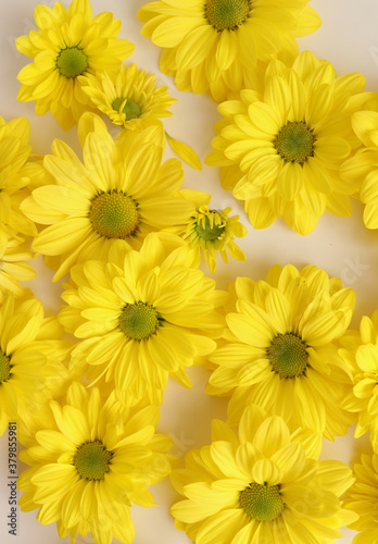 Yellow camomile, flower background, yellow georgina pattern photography, august bright flowers © Ekateryna