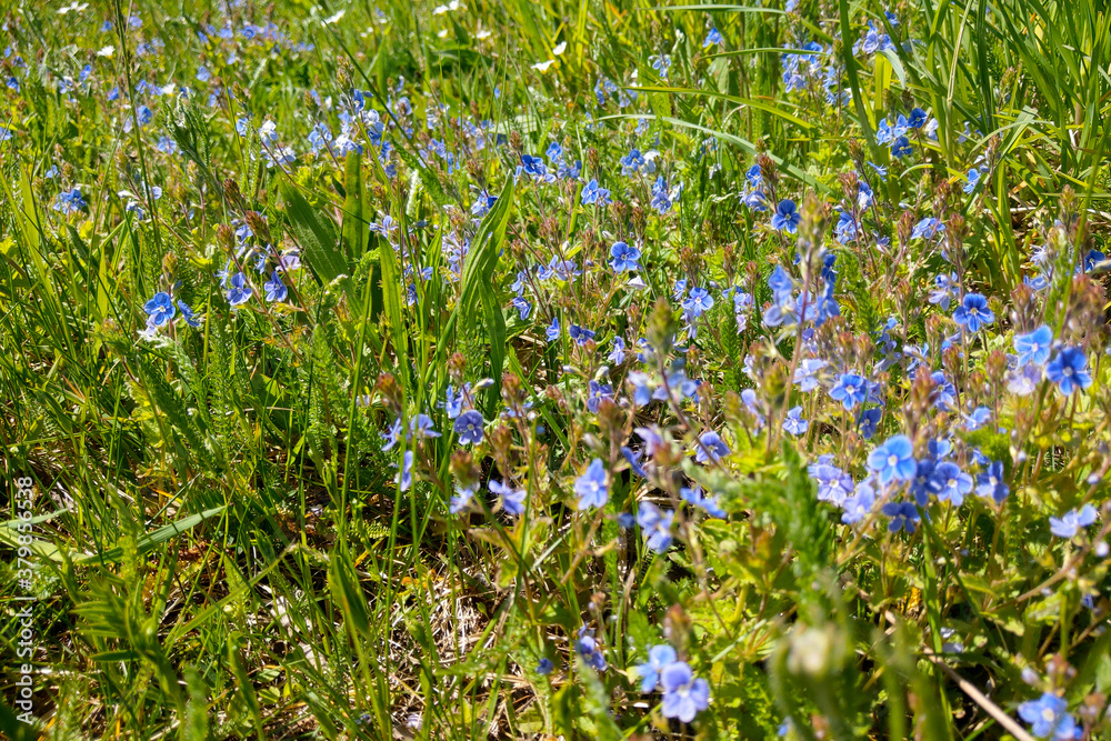 Fototapeta premium Beautiful wild blue flowers in green grass on a sunny day.