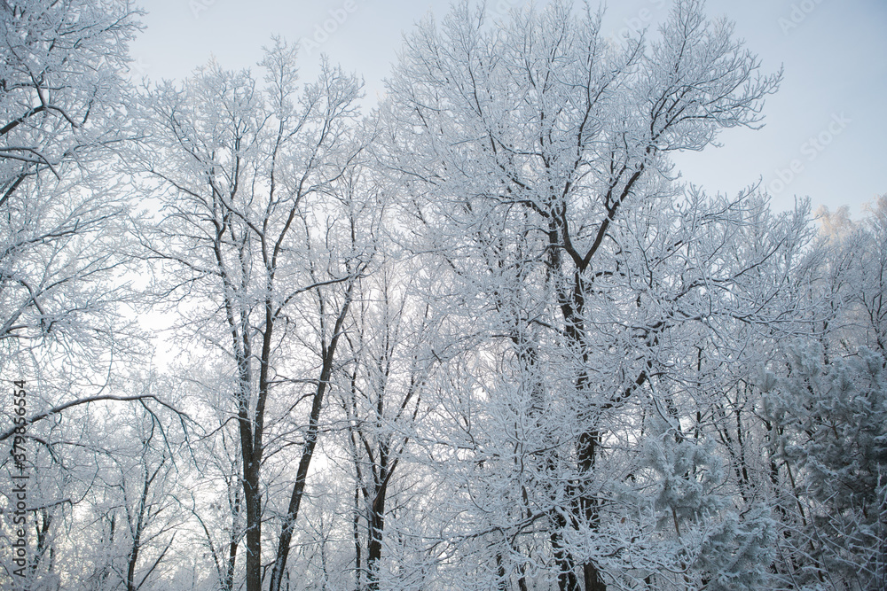 Winter forest with trees covered in snow and frost