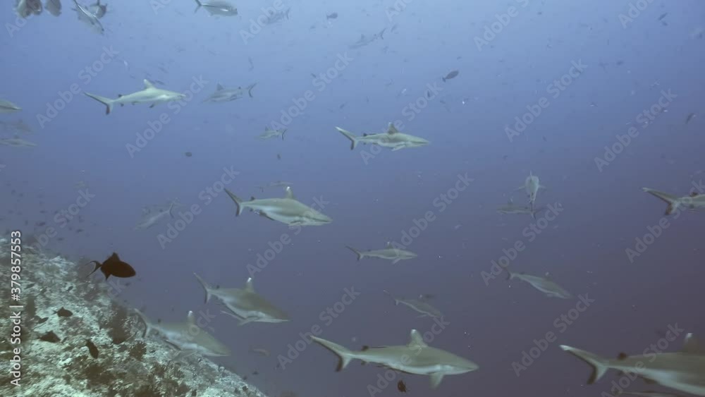 Lots of Grey reef sharks patrolling the reef in maldives
Lots of Grey reef sharks patrolling the reef in maldives