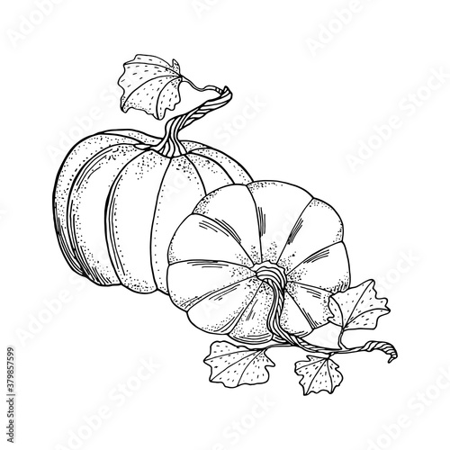 Outline vector pumpkins composition. Black contour with white fill gourds and leaves. Autumn drawing for coloring page, cards drsign, market, banner, Thanksgiving day