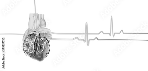 Heart anatomy black and white graphic, with lines showing the pulse, heartbeat waves, electrocardiogram © TuMeggy