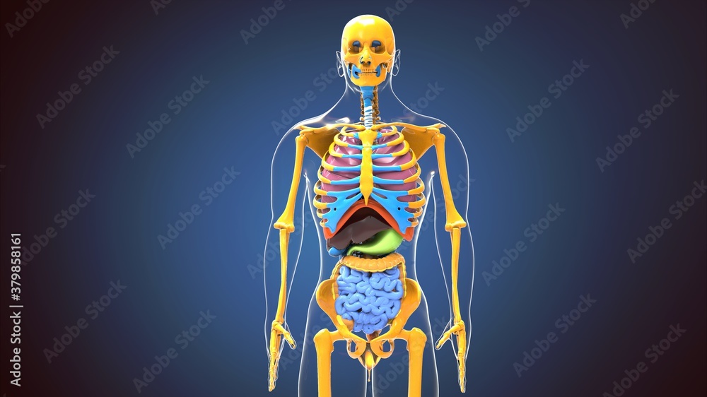 3d render of human body skeleton with digestive system 3d render of human body skeleton with digestive system