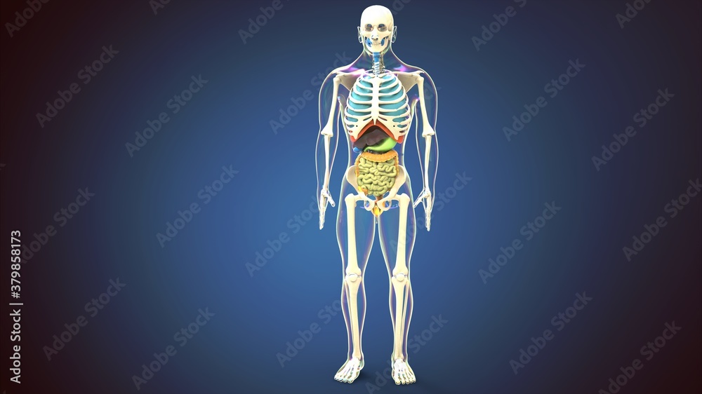 3d render of human body skeleton with digestive system 3d render of human body skeleton with digestive system