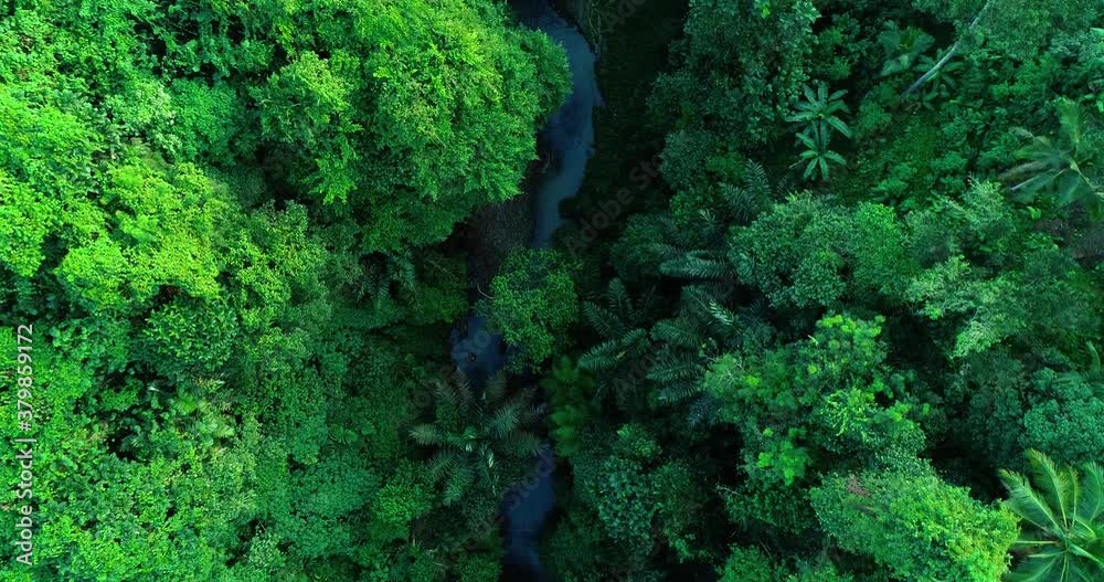 Aerial top down view river in tropical jungle green rainforest. 4K