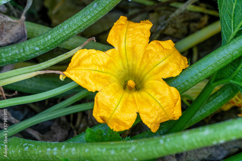 A beautiful courgette flowers growing on plant in a garden