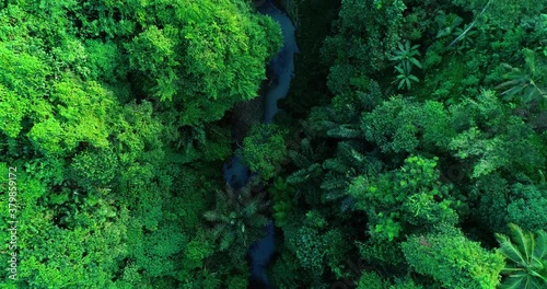 Aerial top down view river in tropical jungle green rainforest. 4K photo
