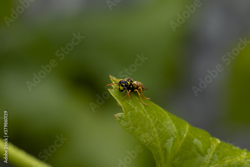 yellow wasp in a leaf 