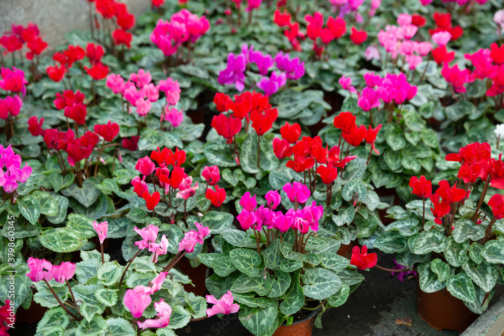 Colorful Cyclamen flowers with green leaves, houseplant of cyclamen growing in pots for sale