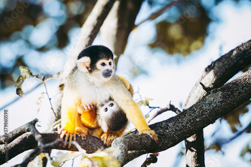 Petit singe saïmiri jaune à tête noire ou singe-écureuil photo