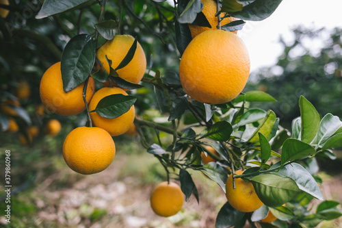 Navel orange orchard in Jiangxi province,China photo