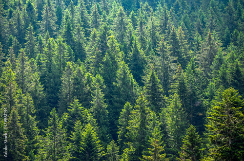 Spruce tops in sunlight on a forest slope
