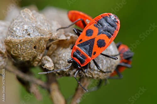 Gemeine Feuerwanze (Pyrrhocoris apterus) - firebug photo