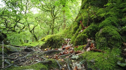 Green lush woods with autumn leaves and moss on trees