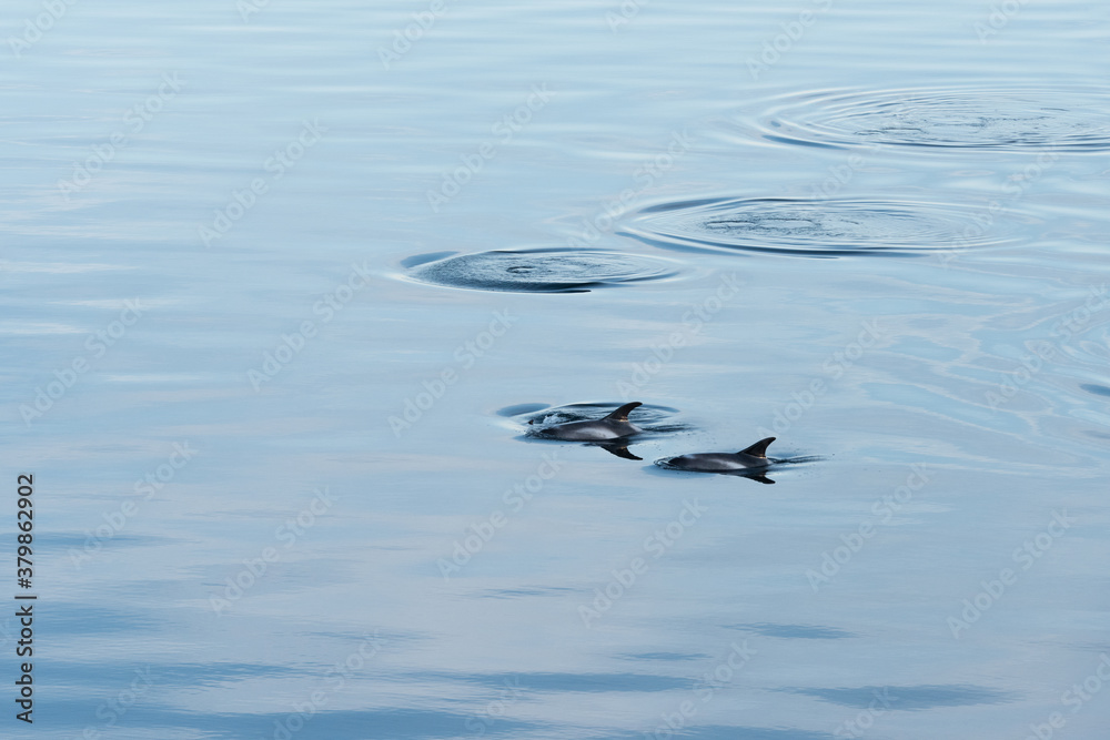 Dolphin's family swimming in a bay, Norway Dolphin's family swimming in a bay, Norway