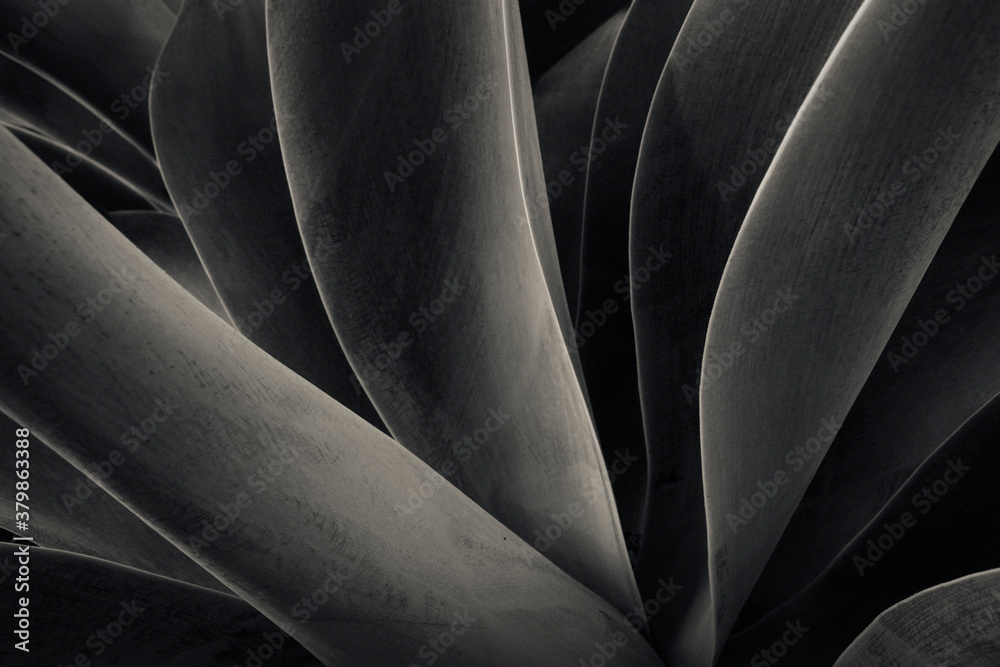 A Succulent Plant in Classic Black and White A Succulent Plant in Classic Black and White