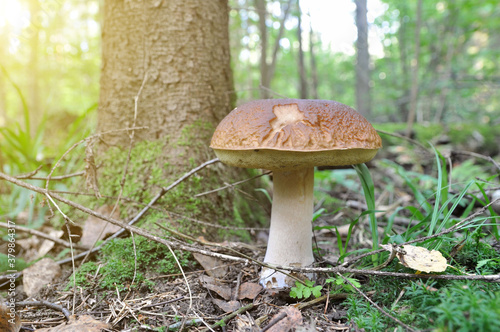 White mushroom in the forest. Mushroom season.