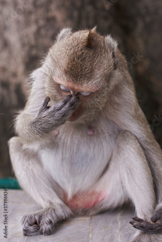 Embarrassed Monkey photo