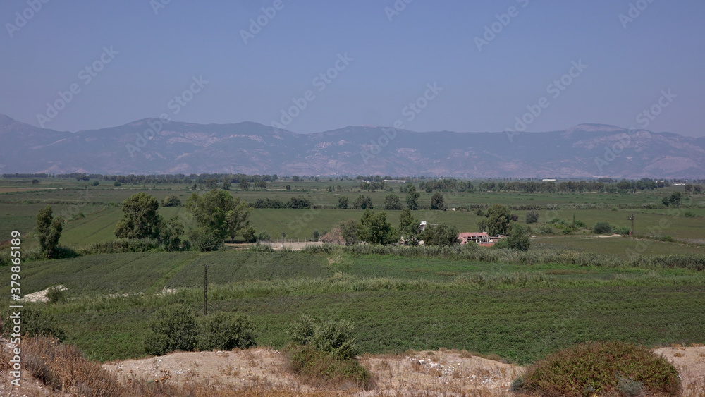 Fototapeta premium landscape with sheep