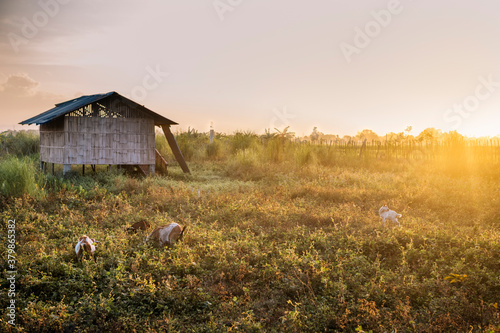 Sunrise in a Farm Shed in the Philippines photo