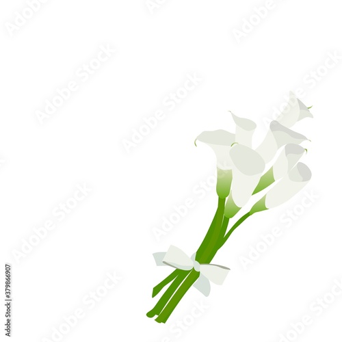Bouquet of white calla lilies with white silk bow isolated on white background. Card with wedding bouquet for wedding decoration.
