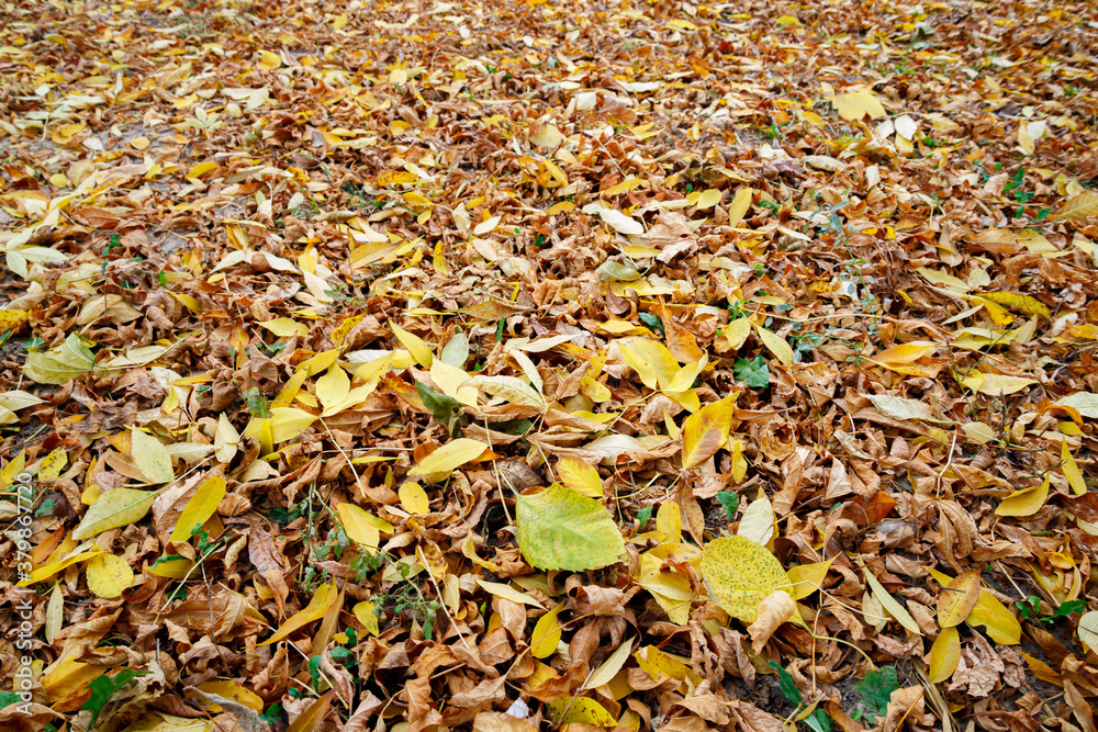 Colorful autumn leaves carpet under the soft october sun