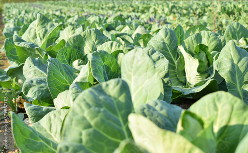 fields with organic pointed cabbage,season with cabbage farm.