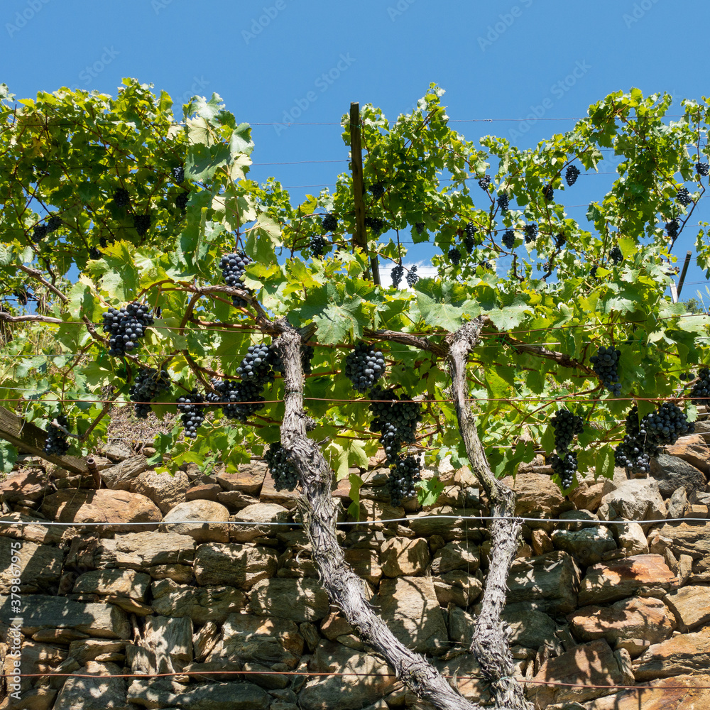 Φωτογραφία rote Wein Trauben im Weinberg in Südtirol