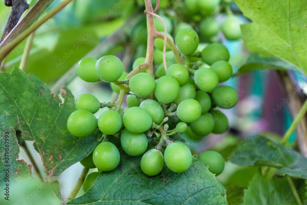 Green bunches of grapes, grapes growing in the garden.